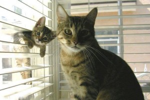 cat and her kitten